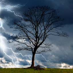 Tree with lighting striking it News Article