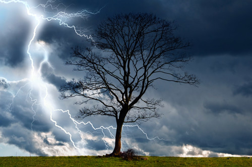 Tree with lighting striking it News Article